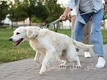 Does Your Dog Have ADHD? Signs of Hyperactivity in Pets